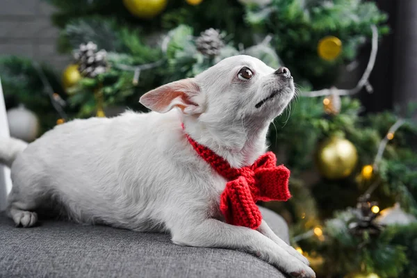 White Purebred Chihuahua Dog Posing Christmas Tree Dog Birthday — Stock Photo, Image