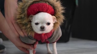 Küçük chihuahua köpeği yürüyüşten döndü ve kırmızı tulumunu çıkardı. Kıyafetli köpek. Küçük cins.