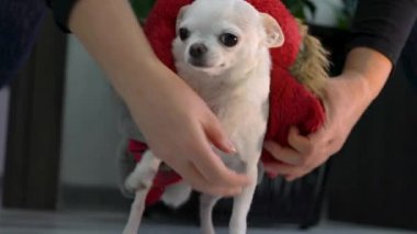 Küçük bir chihuahua köpeği yürüyüşe çıkıyor ve kırmızı tulumunu giyiyor. Kıyafetli köpek. Küçük cins.