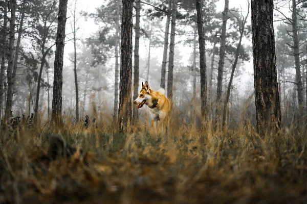 Norveçli Lundehund ormanda oynuyor. Norveçli köpek cinsi. İlkel köpek, Norrbotten uzmanı.