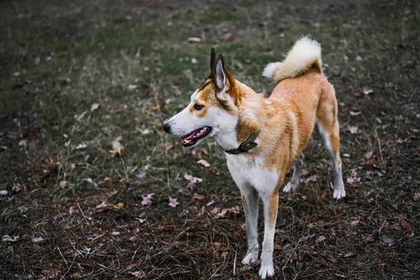 Norveçli Lundehund ormanda oynuyor. Norveçli köpek cinsi. İlkel köpekler. Köpek Norrbotten uzmanı