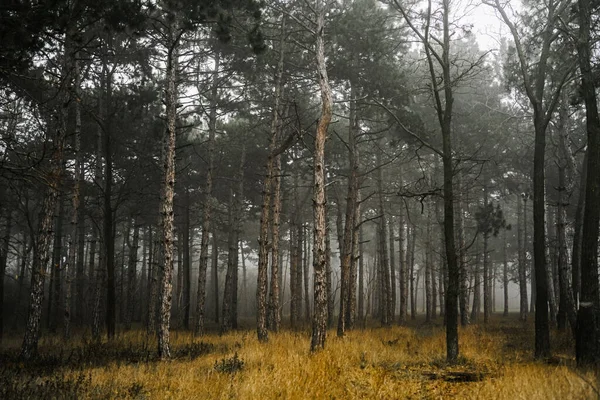 Весна Туманный Хвойный Лес Дикая Природа Тропа Лесу Конусы Сосны — стоковое фото
