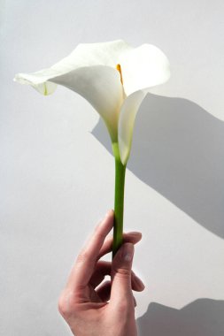 Kadın eli arka planda beyaz bir kalla çiçeği tutuyor. makro