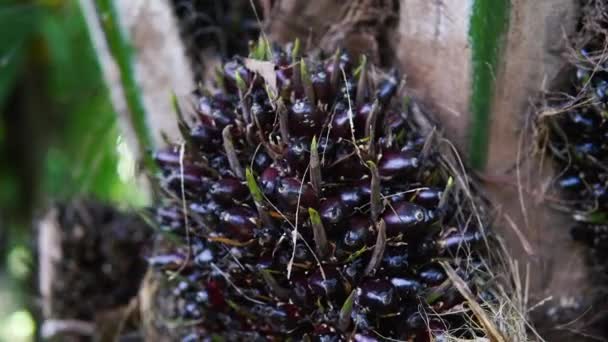 Árvore Frutas Óleo Palma Malásia — Vídeo de Stock