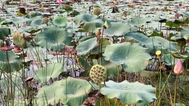 Lotosové květiny a Lotosové listy rostlin v rybníku, 4k záběry