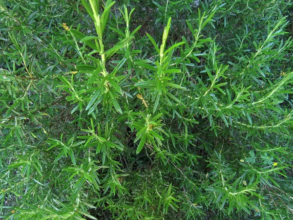 Taze biberiye bush — Stok fotoğraf