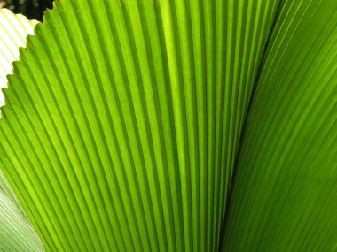 Yeşil fan palmiye yaprağı portre