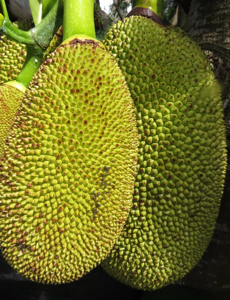 Two jackfruit on a branch — Stock Photo, Image