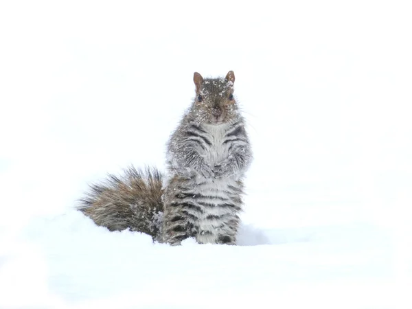 Graues Baumhörnchen im Schneesturm — Stockfoto