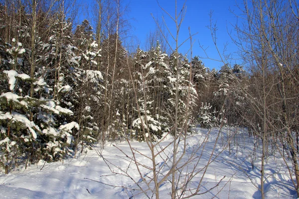 Słoneczny Zimowy Dzień Lesie Uralu Rosji — Zdjęcie stockowe
