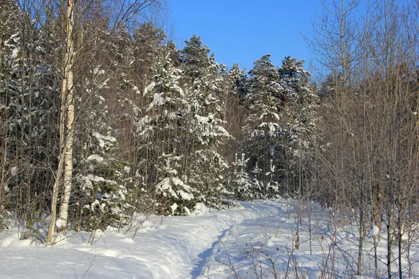 Ηλιόλουστη Χειμωνιάτικη Μέρα Στο Δάσος Στα Ουράλια Της Ρωσίας — Φωτογραφία Αρχείου