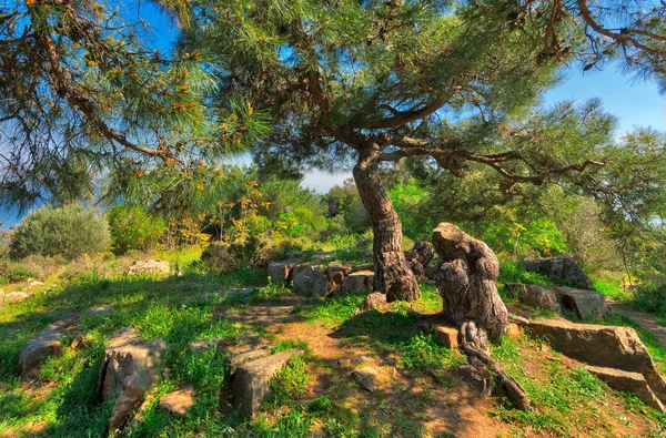 Pradera de primavera con árbol verde, hierba, rocas y cielo azul claro en la cima de las montañas de la isla de Buyukada, Estambul, Turquía —  Fotos de Stock