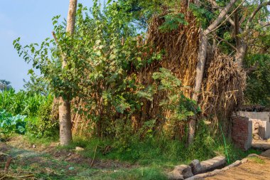 Egzotik bambu, güneşli bir günde geleneksel Mısır köyünde tropikal yeşil ağaçlar ve otlarla çevrili penceresiz bir kulübeyi salladı.