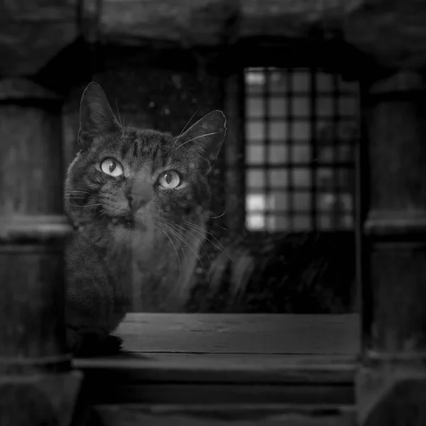 Black and white of cat sitting in front of an old vintage window of dark abandoned building — Stock Photo, Image