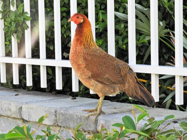 Kurczaki Key West Floryda Stany Zjednoczone Wielka Scena Zwierząt — Zdjęcie stockowe