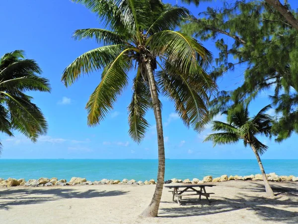 位于佛罗里达州基韦斯特海滩的棕榈树 — 图库照片