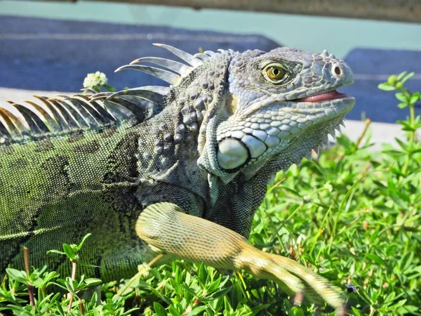 Lagarto Selva Grande Cena Animal Cenário Vida Selvagem — Fotografia de Stock