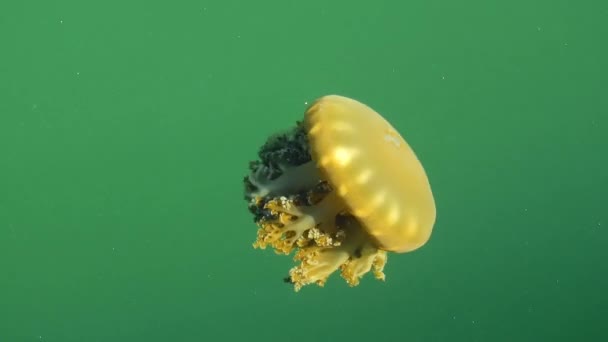 Jellyfish Swimming Ocean Great Wildlife Scene Nature Scenery — Stock Video