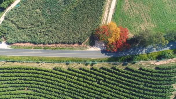 Vista Aérea Carretera Con Árboles Colores Hermoso Bosque Gran Paisaje — Vídeo de stock