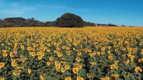 ひまわり 色のプランテーションのパノラマビュー 田舎の風景 黄色の花 ひまわり畑 — ストック動画