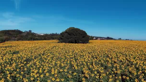 Zonnebloem Panoramisch Uitzicht Gekleurde Plantage Platteland Scene Geelbloempje Zonnebloemveld — Stockvideo