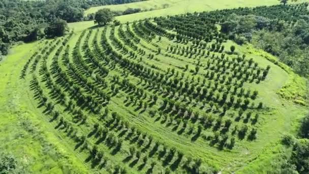 Vista Panorâmica Campo Agrícola Cena Rural Rural Grande Paisagem — Vídeo de Stock