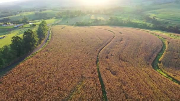 Flygfoto Över Livet Landsbygden Fantastiskt Landskap Landsbygdsscen — Stockvideo