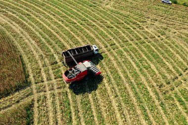 Mısır tarlasında çalışan hasat makinesi. Tarım işi. Harika manzara..