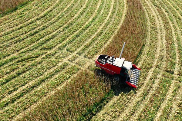 Harvesting  machine operating on corn field. Agro business. Great landscape.