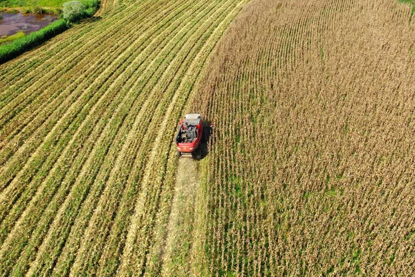 Oogstmachine Werkt Het Maïsveld Agro Zaken Groot Landschap — Stockfoto