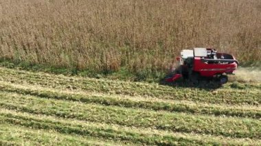 Mısır tarlasında çalışan hasat makinesi. Tarım işi. Harika manzara..
