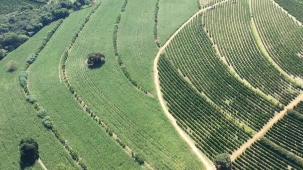 Aziende Agricole Che Producono Fornire Una Popolazione Quarantena — Video Stock