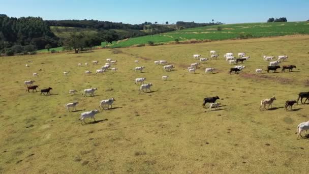 Vue aérienne du paysage rural par temps ensoleillé. Style de vie à la campagne . 