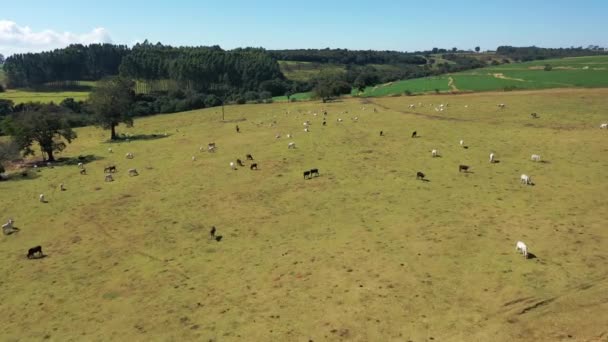 晴れた日に農村風景の空中ビュー 田舎暮らし — ストック動画