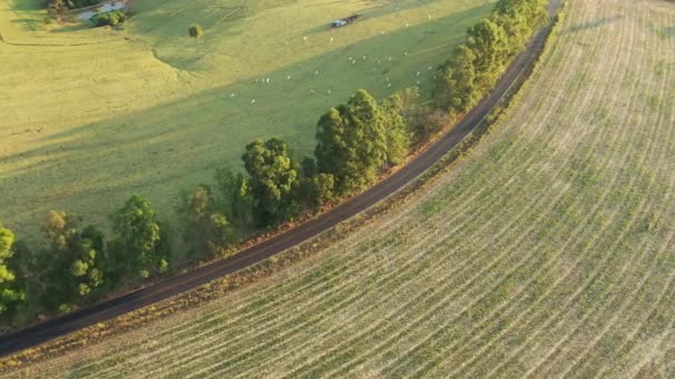 Luchtfoto Van Het Landelijke Landschap Zonnige Dag Leefwijze Het Platteland — Stockvideo
