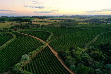 Günbatımının panoramik manzarası. Güzellik silueti olan tarım alanı. Kırsal yaşam sahnesi. 