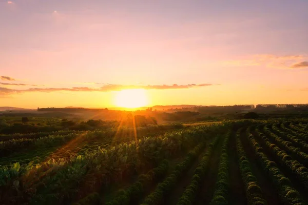 Vista Panorámica Del Campo Agricultura Atardecer Con Horizonte Belleza Escena —  Fotos de Stock