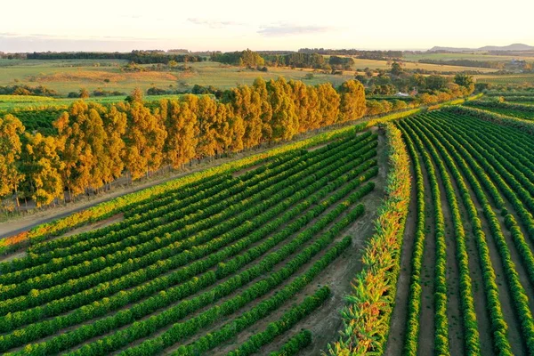 Vista Panorámica Del Campo Agricultura Atardecer Con Horizonte Belleza Escena —  Fotos de Stock