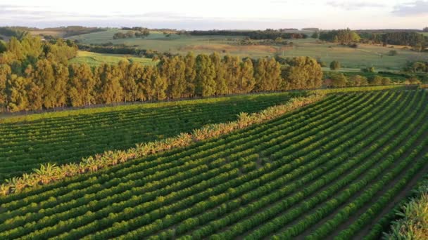 Vista Panorámica Del Campo Agricultura Atardecer Con Horizonte Belleza Escena — Vídeo de stock