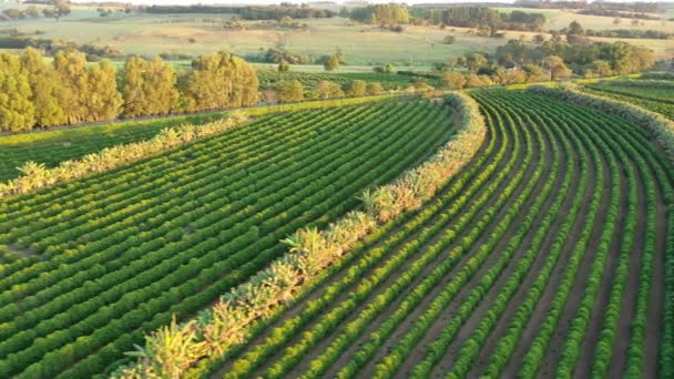 Günbatımının Panoramik Manzarası Güzellik Silueti Olan Tarım Alanı Kırsal Yaşam — Stok video