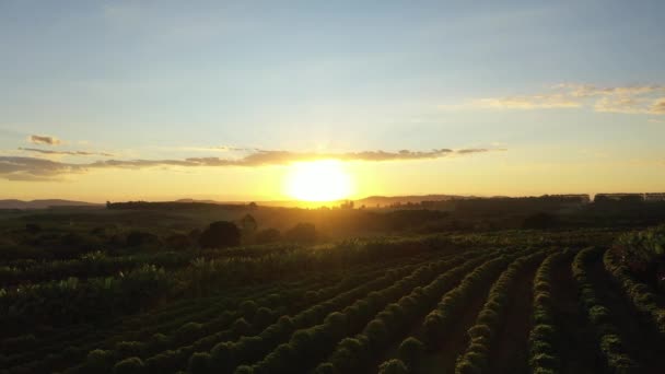 Panoramisch Uitzicht Zonsondergang Landbouwgebied Met Schoonheid Skyline Landelijk Leven — Stockvideo