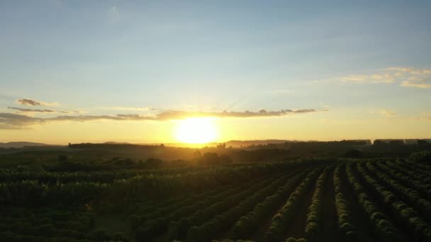 Panoramisch Uitzicht Zonsondergang Landbouwgebied Met Schoonheid Skyline Landelijk Leven — Stockvideo