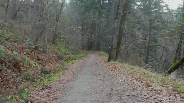 4k Disparo en tierra moviéndose a lo largo de la parte inferior de un sendero rodeado de árboles en Oregon — Vídeo de stock