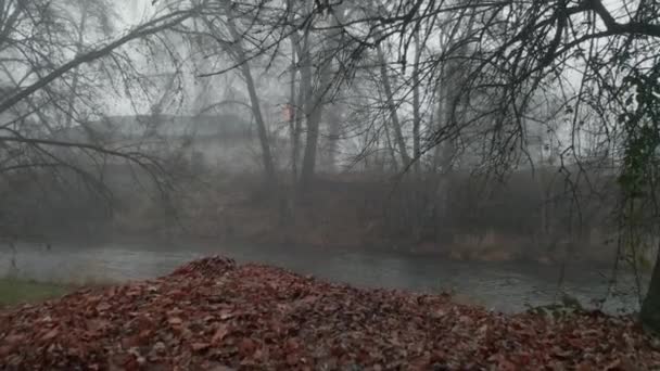 茶色の葉と霧の背景にクリーピーツリーに向かって移動4k空中ショット — ストック動画