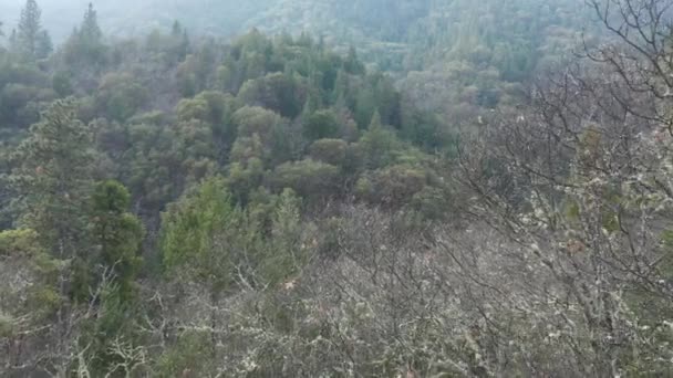 Durch getrocknete Büsche fliegen, um grüne Bäume in den Bergen von Ashland zu enthüllen — Stockvideo