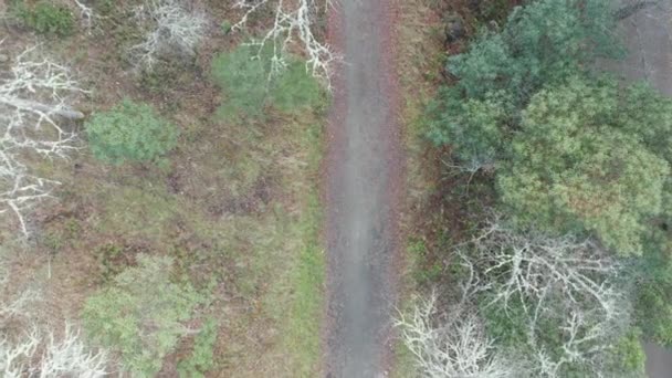 4k Veduta aerea che si snoda tra gli alberi per seguire un sentiero in montagna — Video Stock