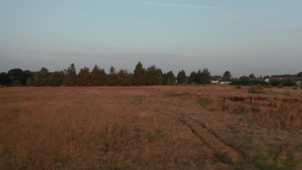 4k Luftbild, das bei Sonnenaufgang über ein Feld in Richtung einer Baumreihe in London fliegt — Stockvideo