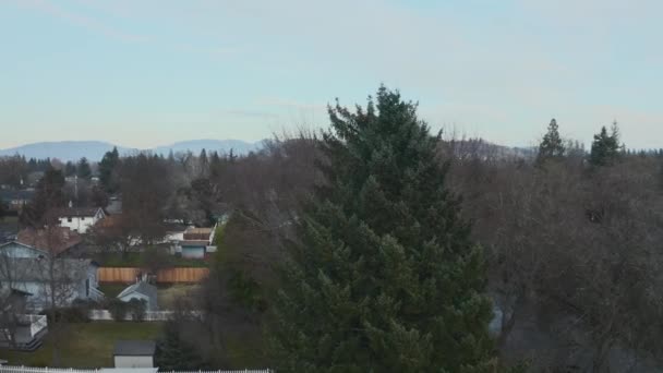 Vista aerea 4k Circondare un albero in una città in Oregon con montagna come sfondo — Video Stock