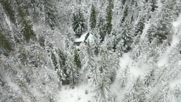 4k Flygfoto Cirkla en stuga gömd i Snöiga skogen med människan på däck — Stockvideo