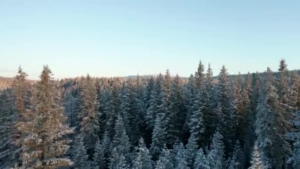 4k lucht stijgt op boven het bos om majestueuze bergen aan de horizon te onthullen — Stockvideo